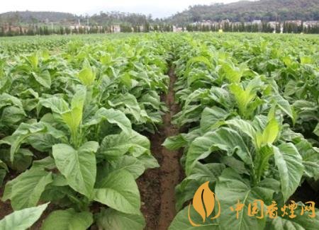 湖南瀏陽(yáng)煙草局依托G80烤煙特色品種為煙農(nóng)創(chuàng)收9375萬(wàn)元！