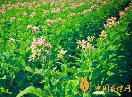 攀枝花打造13萬畝高標(biāo)準煙田 十四五煙基規(guī)劃編